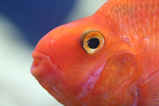魚的頭側(cè)視圖