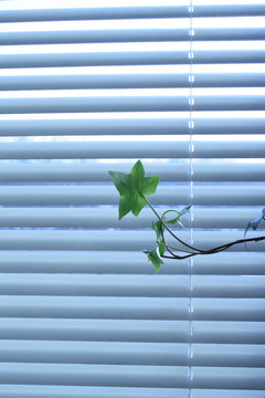 百葉窗和植物