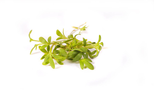 杜鵑花