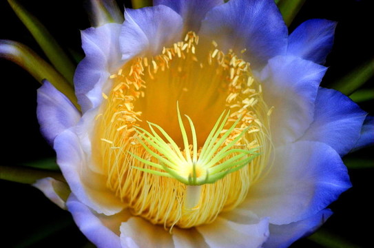 仙人掌曇花