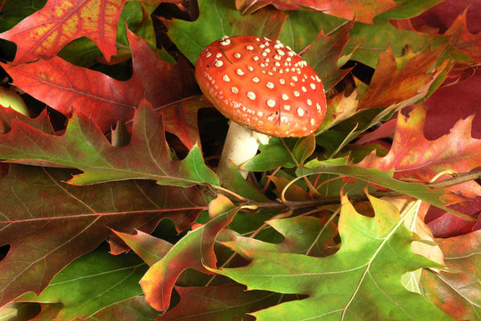 鵝膏菌