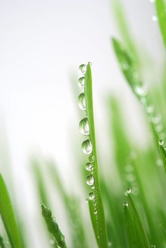 綠草滴