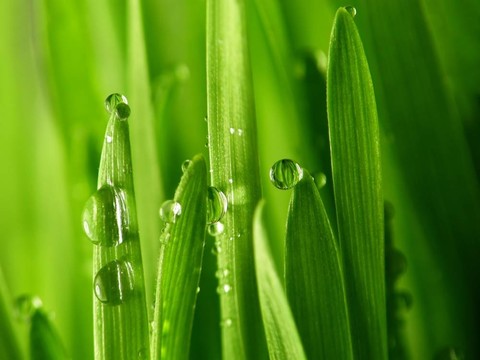 綠草滴