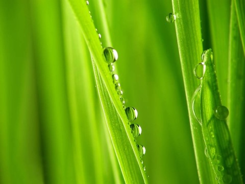 綠草滴