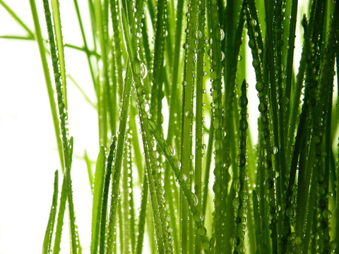 綠草滴