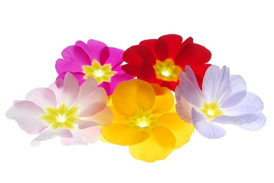 報(bào)春花
