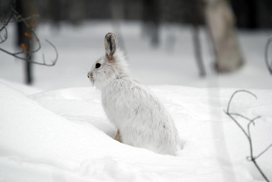 雪靴野兔