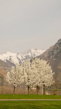 樹木和山脈