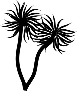 棕櫚樹