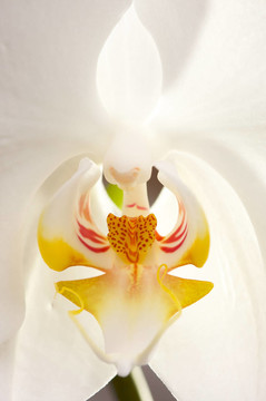 大蘭花花
