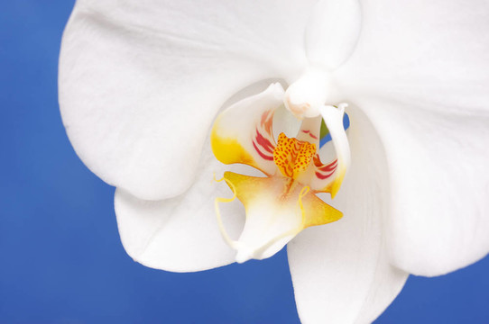 大蘭花花