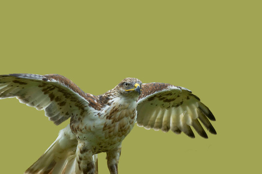 hawk6