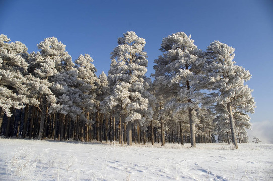 雪冬樹。