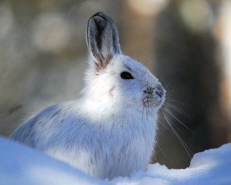 雪靴野兔