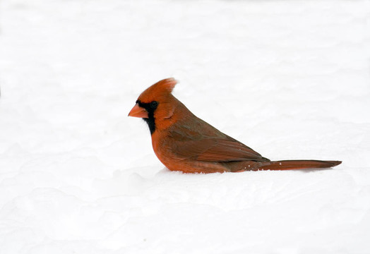 紅衣主教In Snow