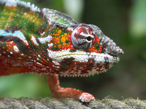 Chameleon 01