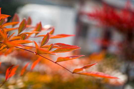 紅色樹葉