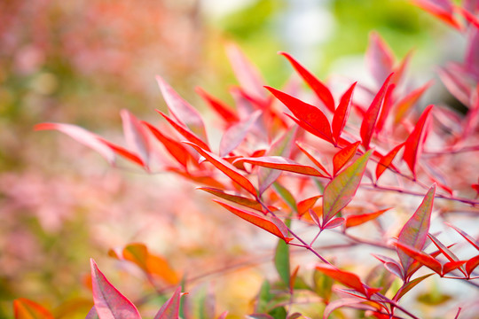 紅色樹葉