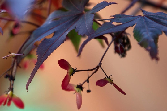 日本楓（宏碁palmatum atropurpureum）
