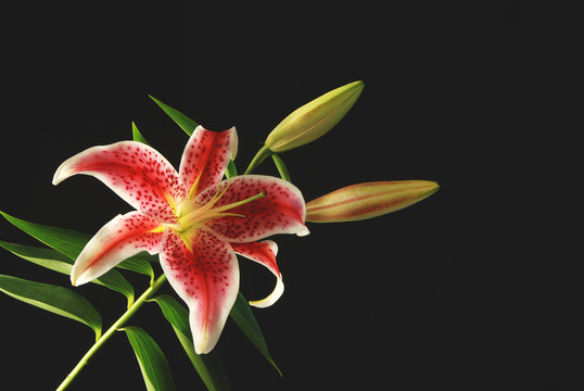 紅百合
