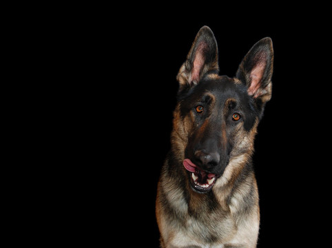 德國牧羊犬；黑色