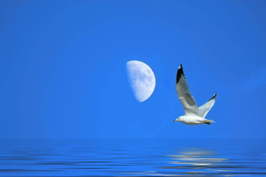 海鷗飛近Moon