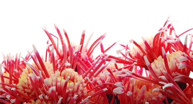 許多菊花