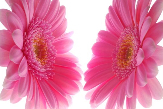 粉色非洲菊