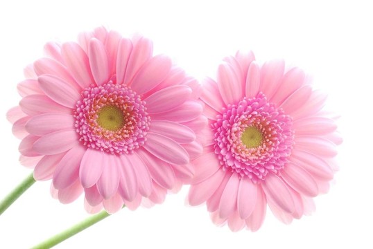 粉色非洲菊
