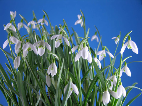 雪花蓮