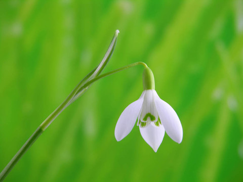 雪花蓮