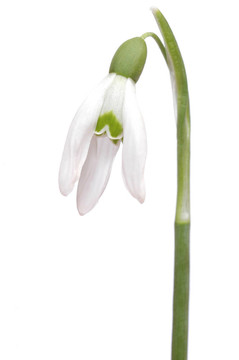 雪花蓮