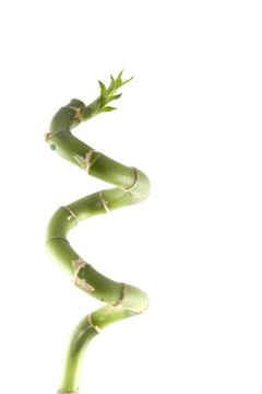 竹