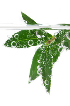 水綠葉