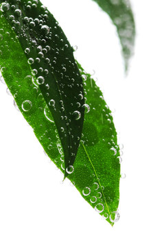 水綠葉
