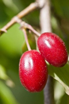 山茱萸