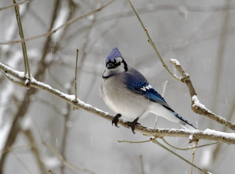 在一個(gè)下雪天2藍(lán)鳥