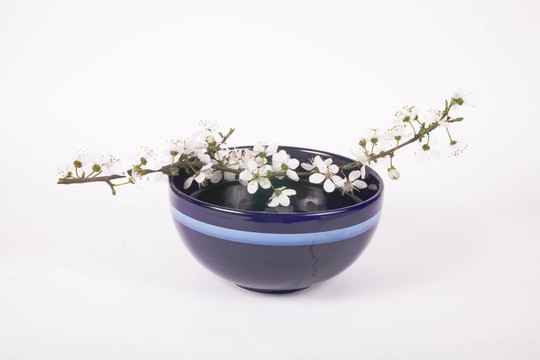 櫻花