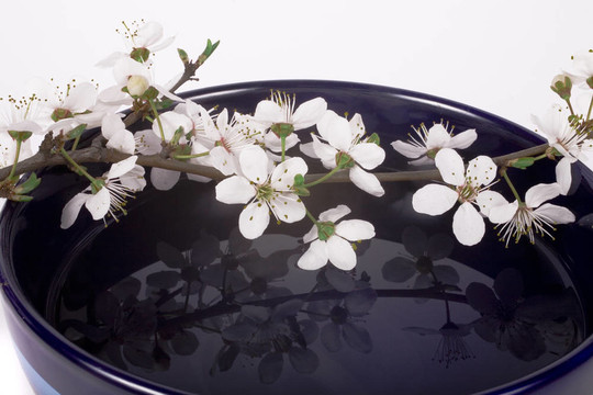 櫻花