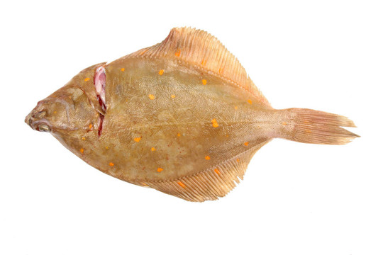 白色扁魚