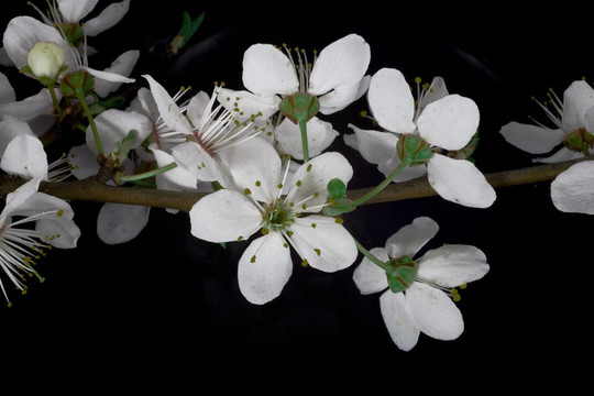 櫻花
