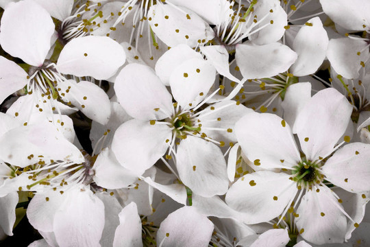 櫻花