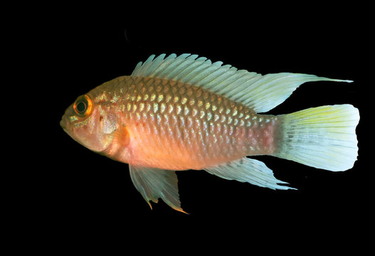 Apistogramma sp. Nanay