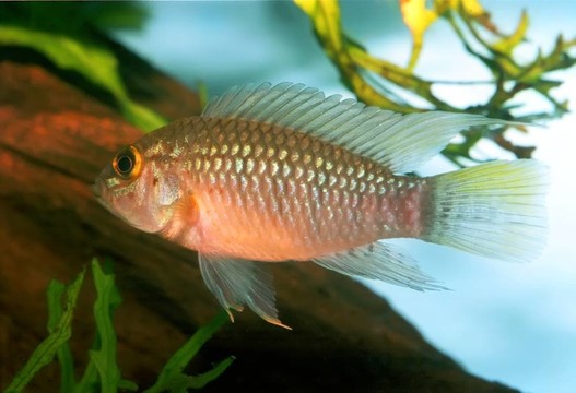 apistogramma sp. Nanay
