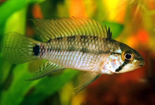 翡翠apistogramma sp.