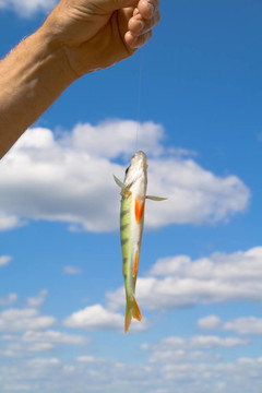 魚