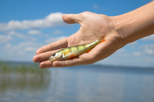 魚