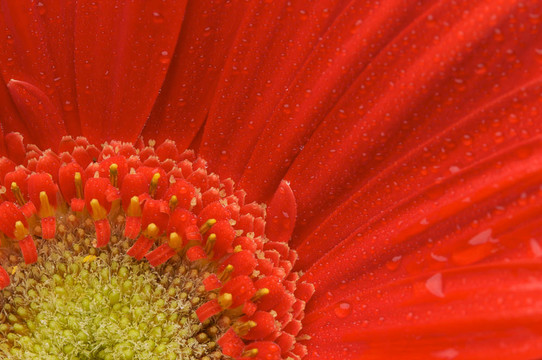 宏紅格柏菊花水滴
