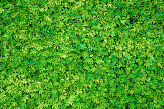 花墻 綠色植物墻