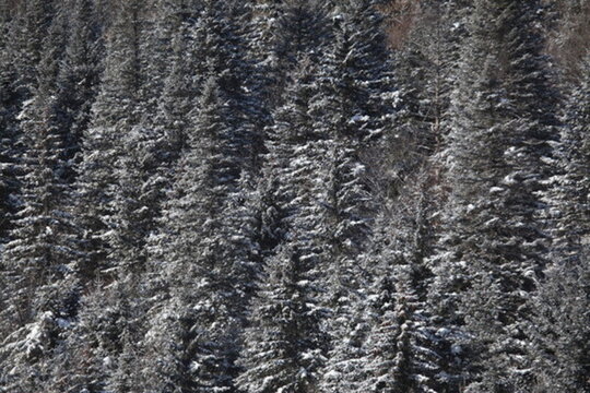 林海雪原 雪鄉(xiāng) 山 松樹(shù)